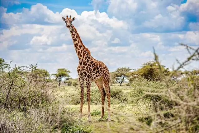 Serengeti & Zanzibar, Tanzania